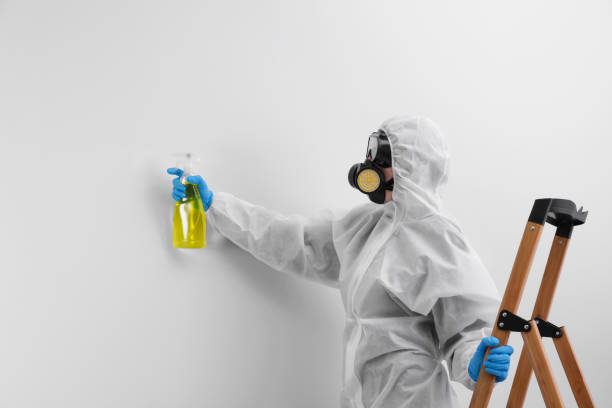 Why You Should Choose Our Mold Remediation Services in The Villages, FL